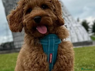 Cockapoo dogs in Alloa - Advert 3