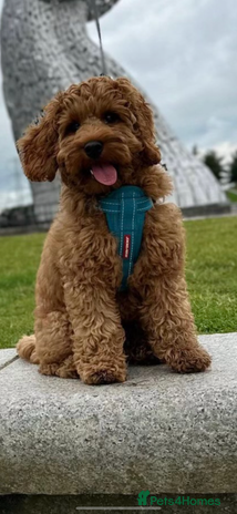 Cockapoo dogs in Alloa - Advert 1