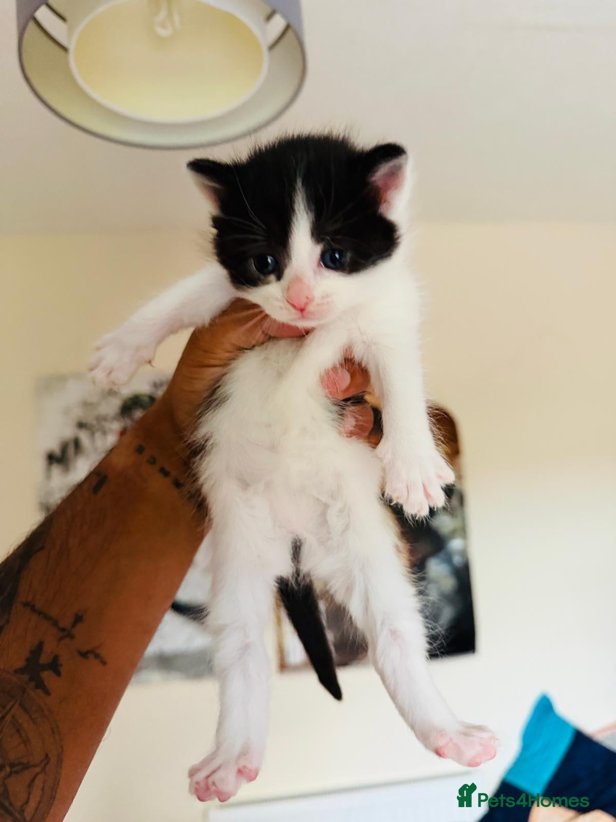 Mixed Breed cats two female kitten  - Advert 3