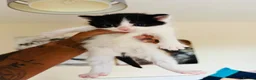 Mixed Breed cats for sale: two female kitten  - Advert 1