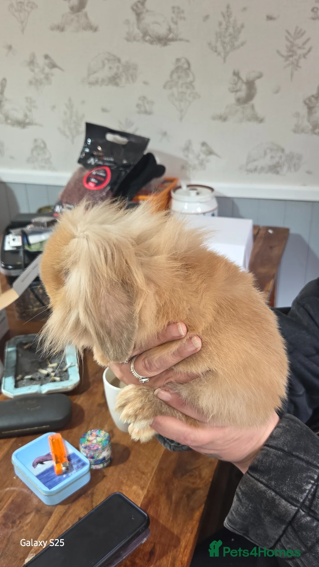 Mixed Breed rabbits for sale: 2 females lion head and 1 male lop hear buck in Dudley - Advert 5