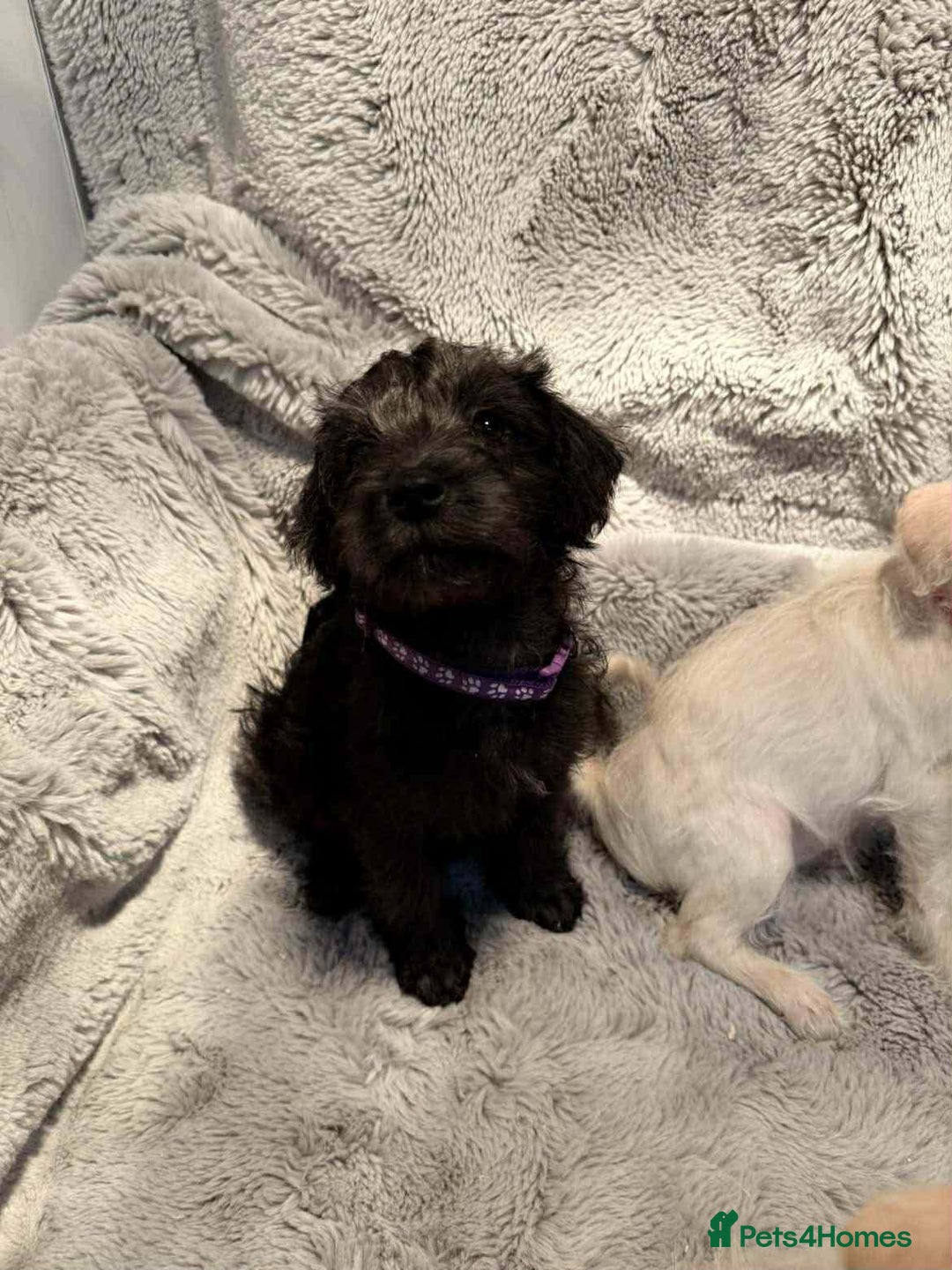 Mixed Breed dogs for sale: Miniature Schnoodle puppies - Advert 4