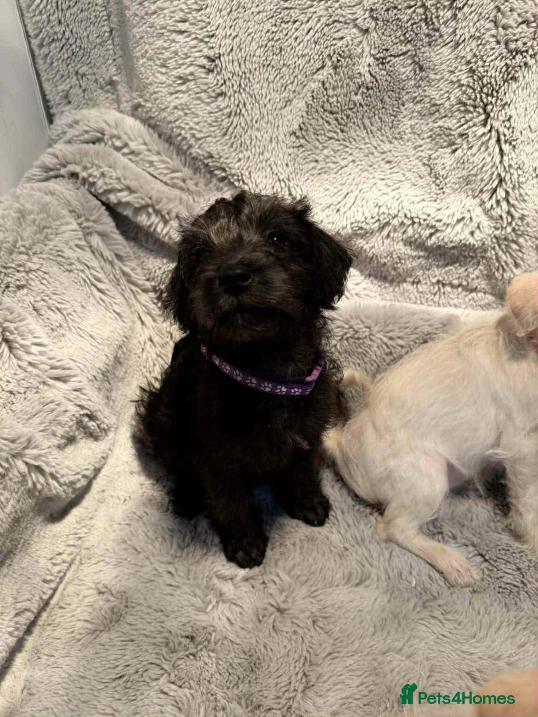 Mixed Breed dogs for sale: Miniature Schnoodle puppies - Advert 4