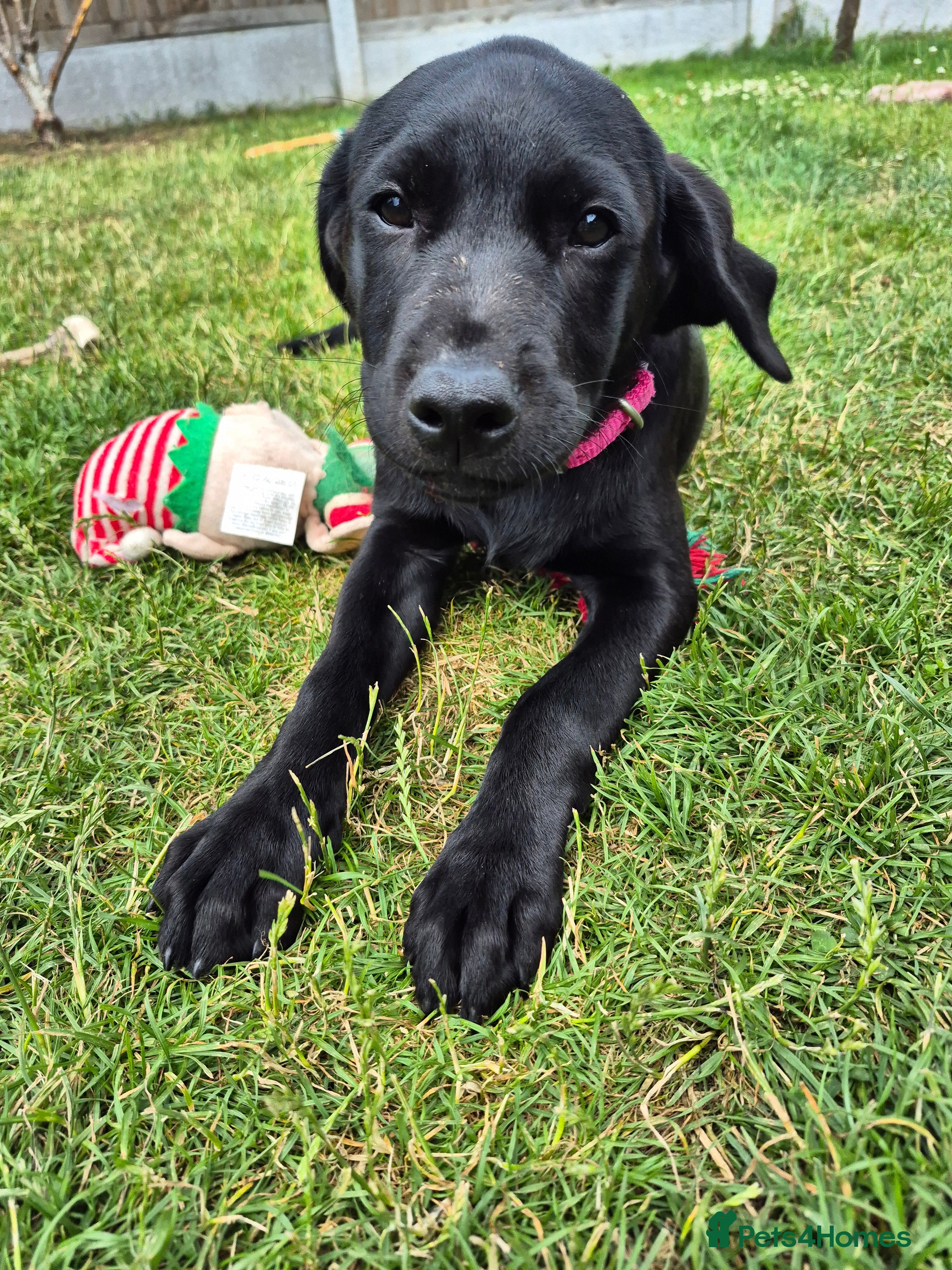 Labrador Retriever dogs Labrador pups - Advert 2