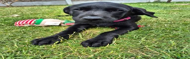 Black Labrador Retriever Puppy 5