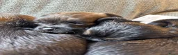 Border Terrier dogs for sale: Border terrier KC registered  in Loughborough - Advert 3