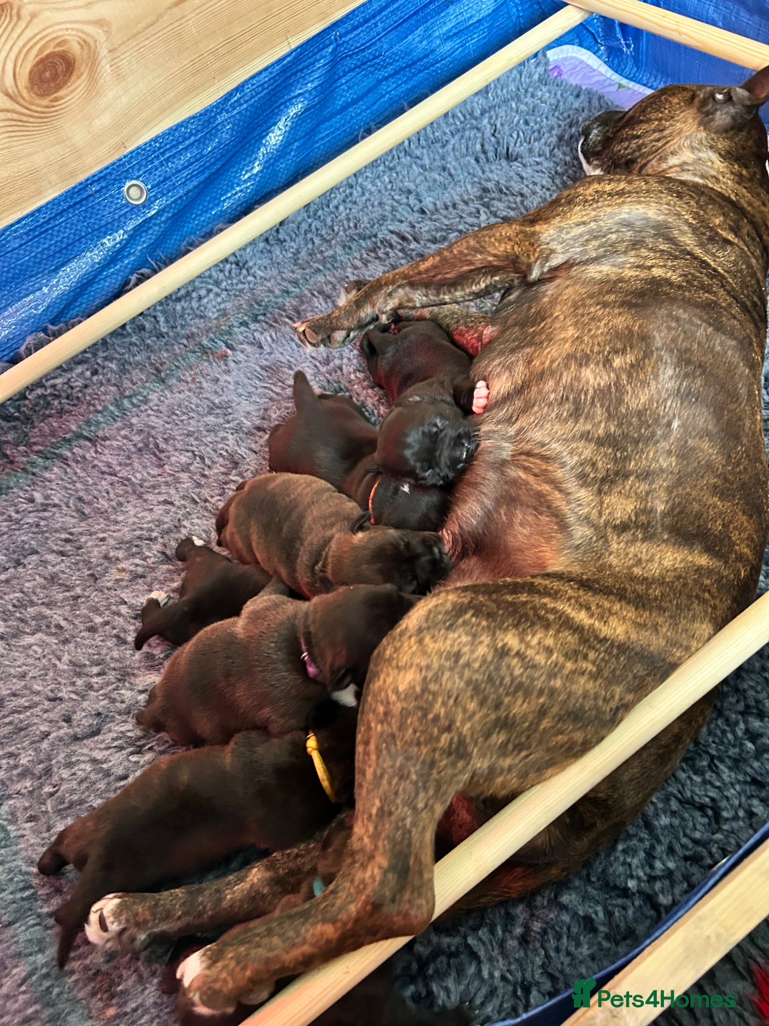 Staffordshire Bull Terrier dogs Staffordshire bull terrier puppies  - Advert 1