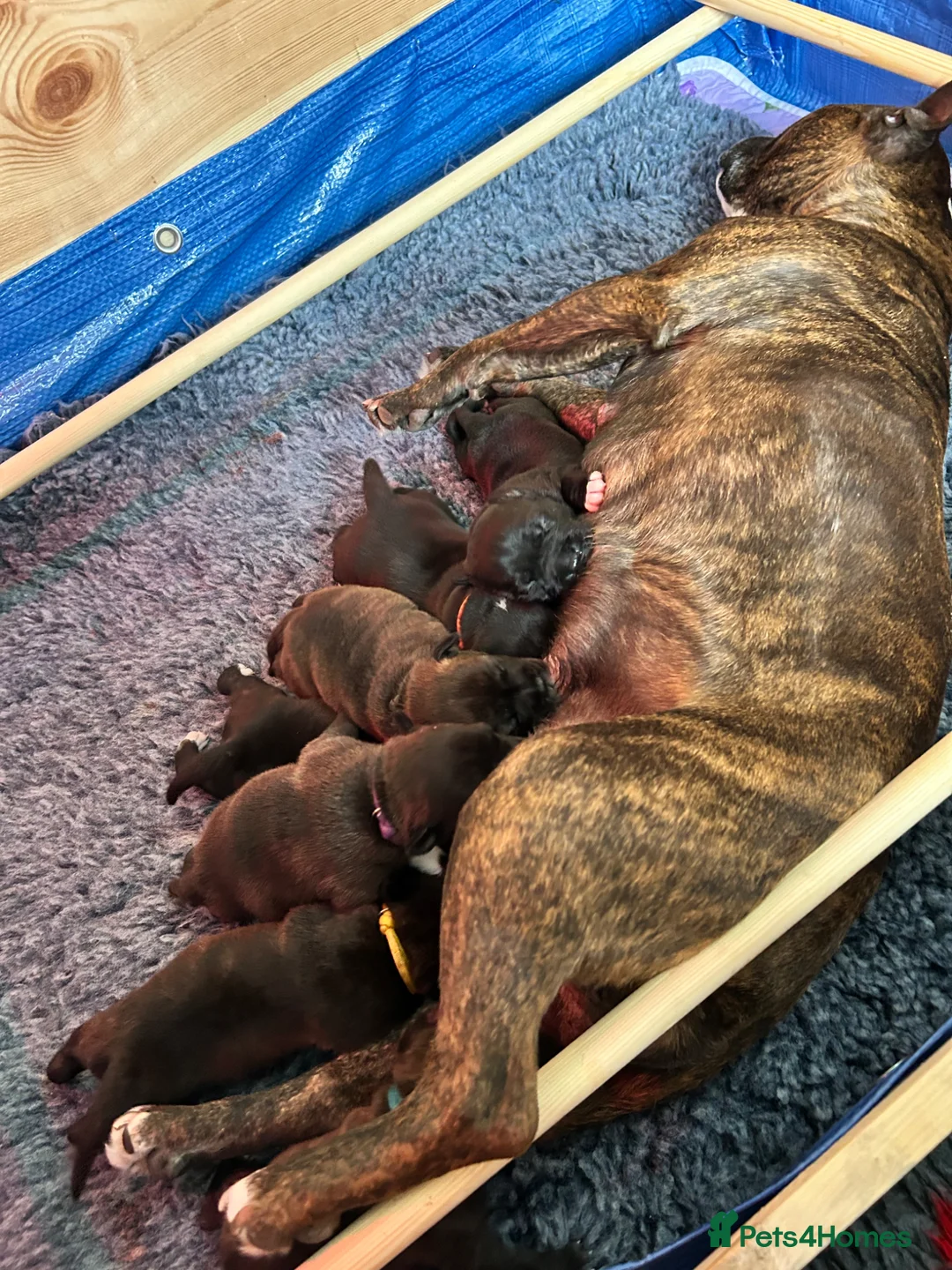 Staffordshire Bull Terrier dogs for sale: Staffordshire bull terrier puppies  in Weston-super-Mare - Advert 1