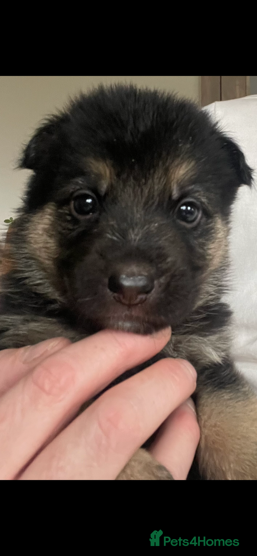 Shepsky dogs for sale: Beautiful puppies  - Image 7