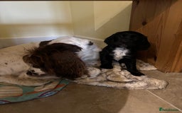 Sprocker dogs for sale: Sprockets for sale - Image 3
