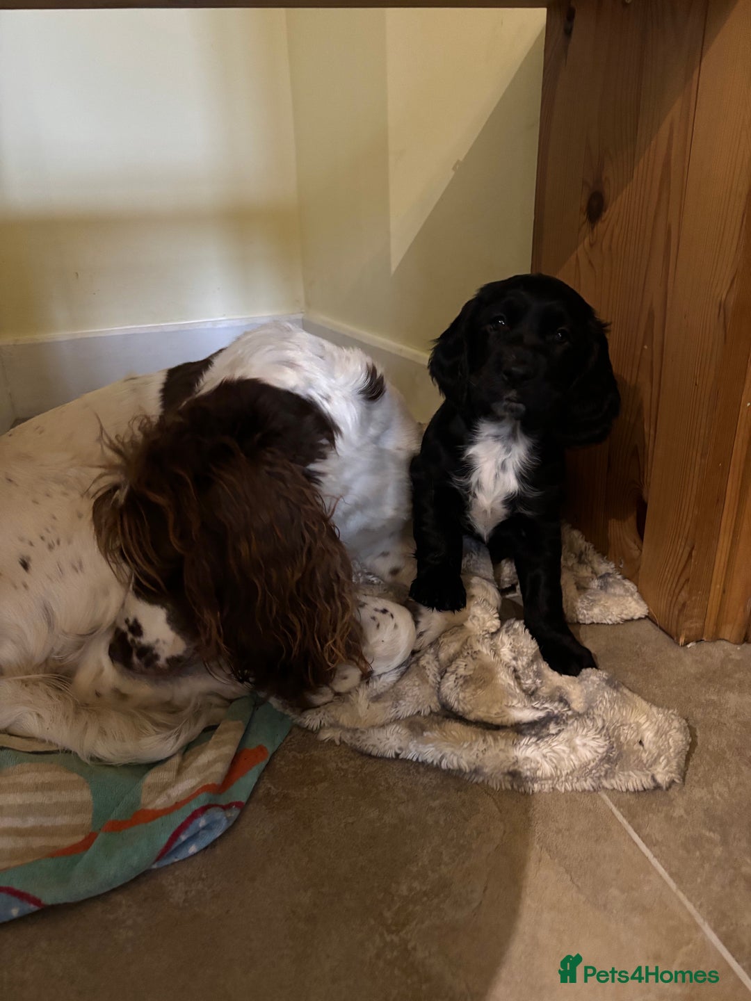 Sprocker dogs for sale: Sprockets for sale - Image 3