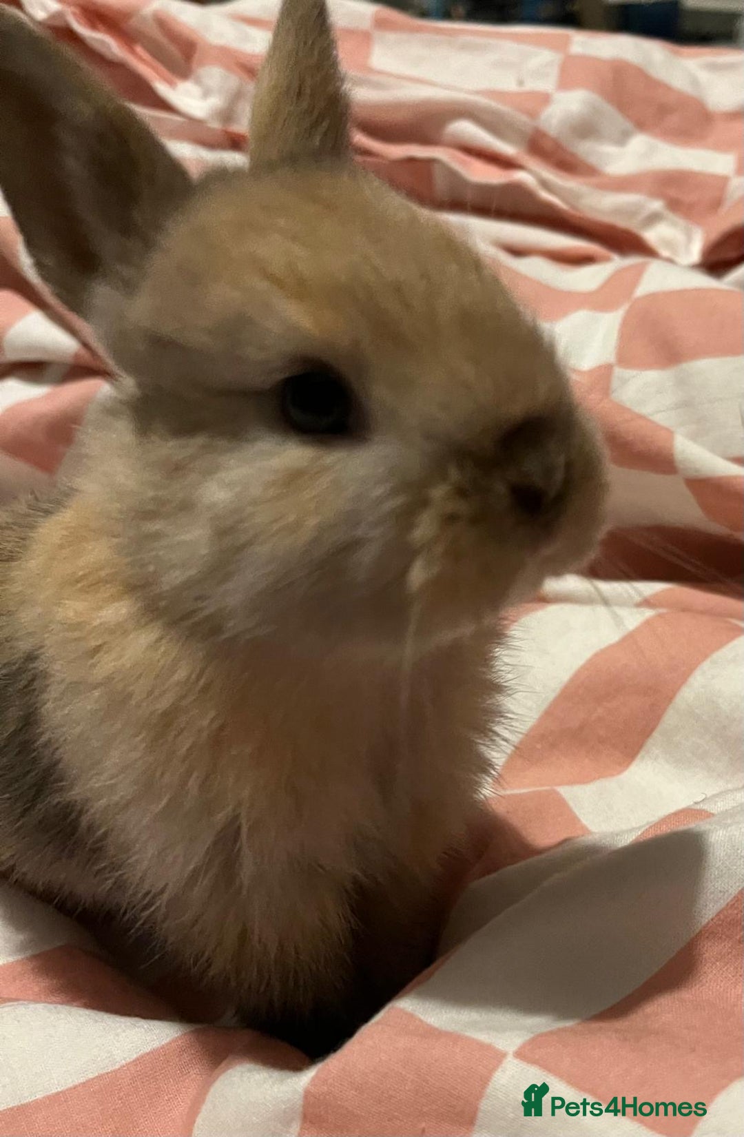 Mixed Breed rabbits for sale: 1 female baby bunny left - Advert 2