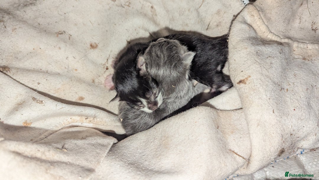 Mixed Breed cats for sale: Fluffy kittens for sale - Image 9