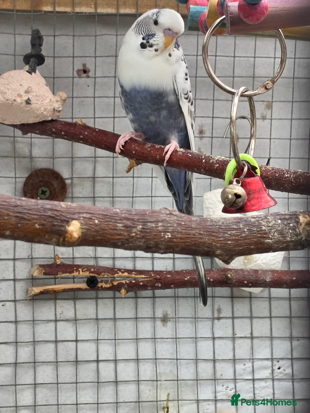 Budgerigars birds for sale: Budgies and guliden finch  - Advert 19