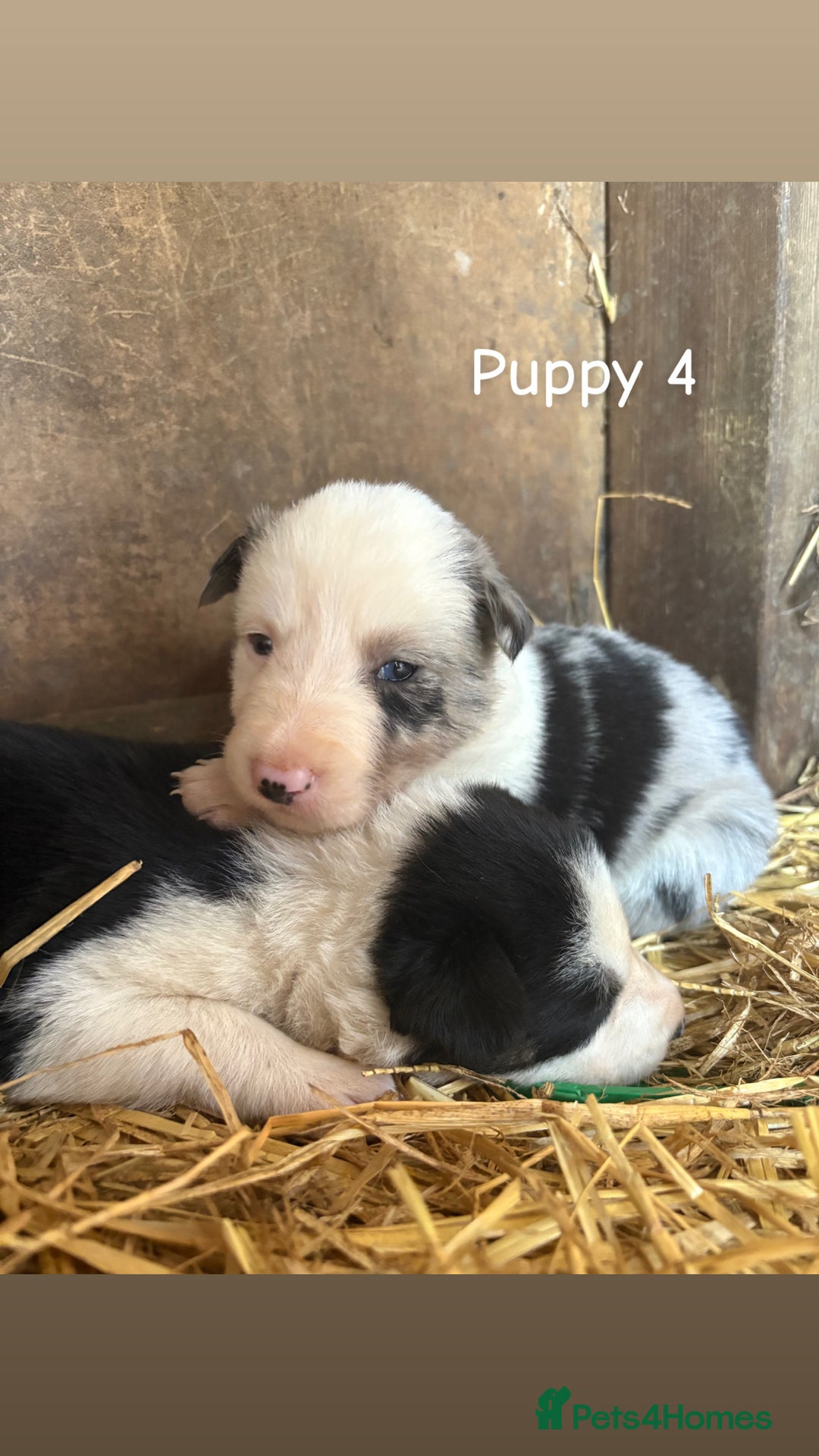 Border Collie dogs for sale: Blue Merle/ black and white border collie puppies - Image 7