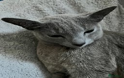 Russian Blue cats for sale: 4 years old Russian blue  - Image 5