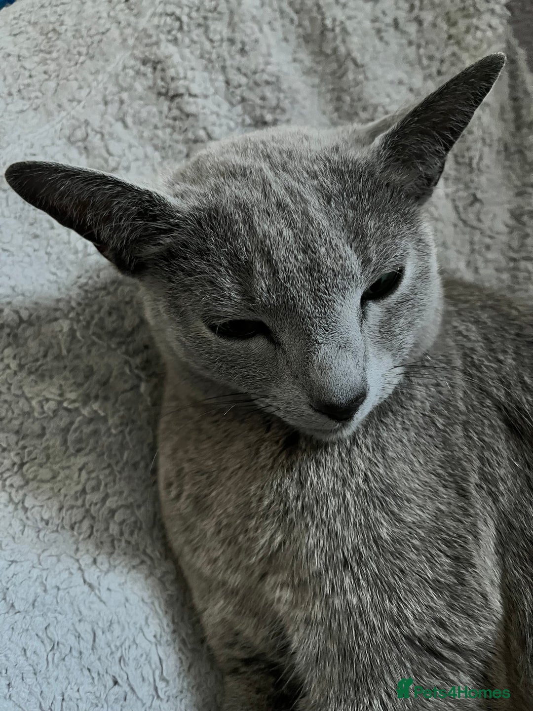 Russian Blue cats for sale: 4 years old Russian blue  - Image 5