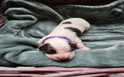 Cocker Spaniel dogs for sale: Chocolate roan working cocker spaniel puppies  - Image 9