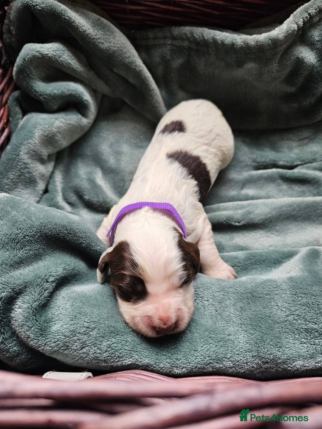 Cocker Spaniel dogs for sale: Chocolate roan working cocker spaniel puppies  - Image 9