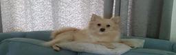 Pomeranian dogs for sale: Stunning pomeranian - Advert 4