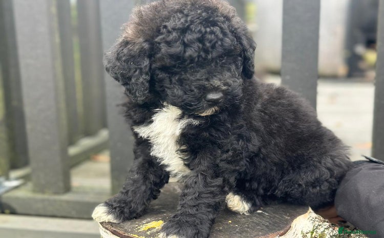 Mixed Breed dogs F1B SAINTBERNADOODLE BOYS AND GIRLS - Advert 1
