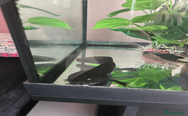 Axolotl reptiles - Advert 1