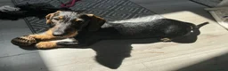 Dachshund dogs for sale: Standard Wirehaired Dachshund Puppy - Advert 2