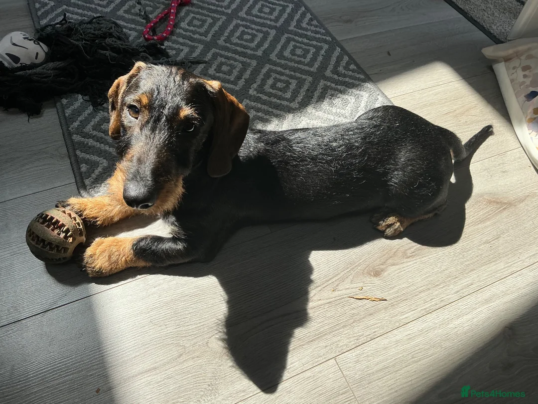 Dachshund dogs for sale: Standard Wirehaired Dachshund Puppy - Advert 2
