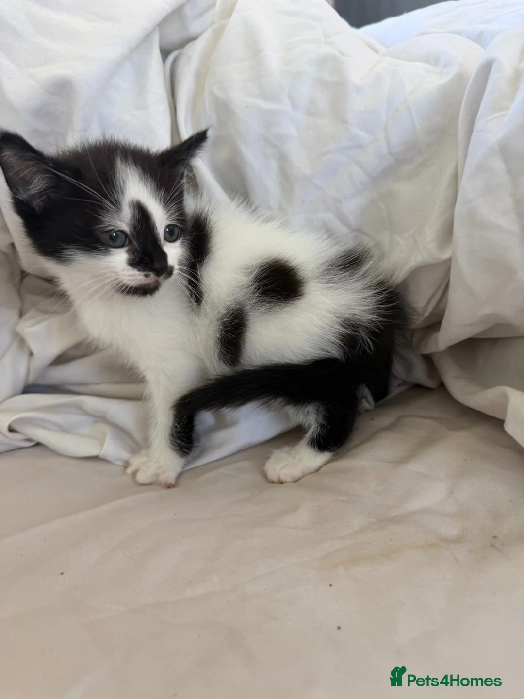 Mixed Breed cats for sale: Female kitten for sale  - Advert 1