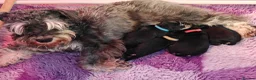 Miniature Schnauzer dogs for sale: Beautiful Miniature schnauzer pups. Black/silver  - Advert 1