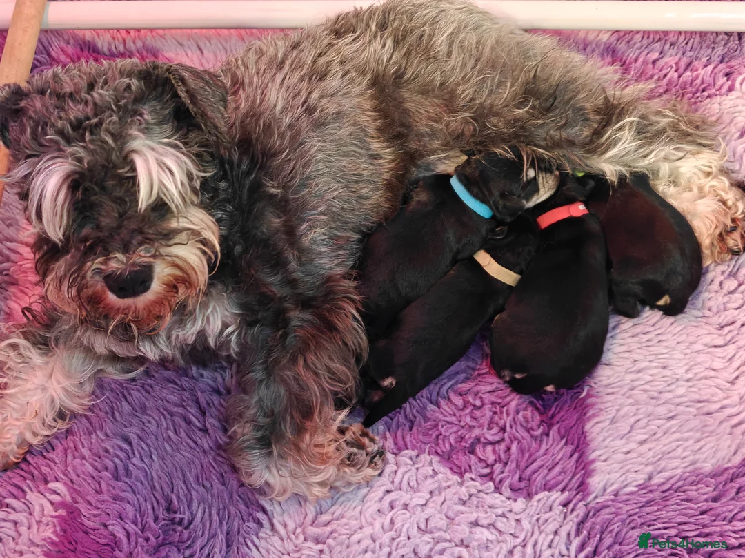 Miniature Schnauzer dogs for sale: Beautiful Miniature schnauzer pups. Black/silver  - Advert 1