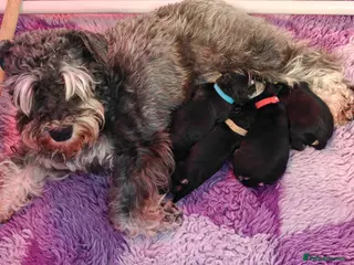 Miniature Schnauzer dogs for sale: Beautiful Miniature schnauzer pups. Black/silver - Advert 1