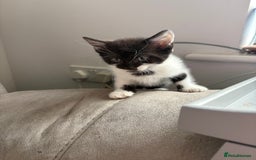 Domestic Shorthair cats for sale: Three kittens left - Image 3