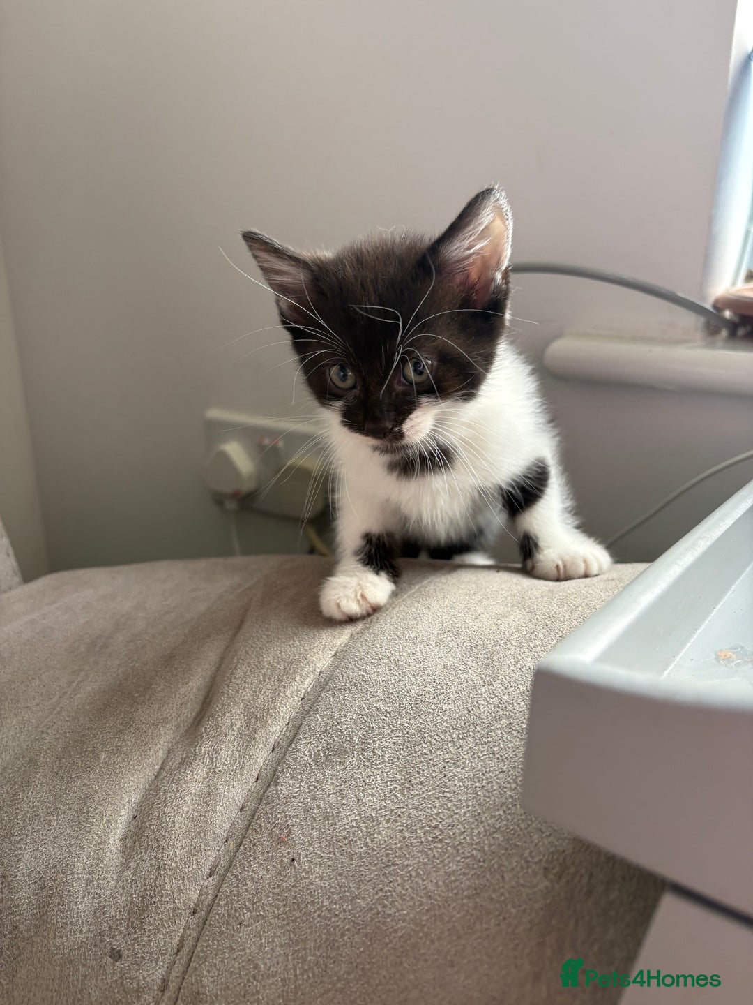 Domestic Shorthair cats for sale: Three kittens left - Image 3