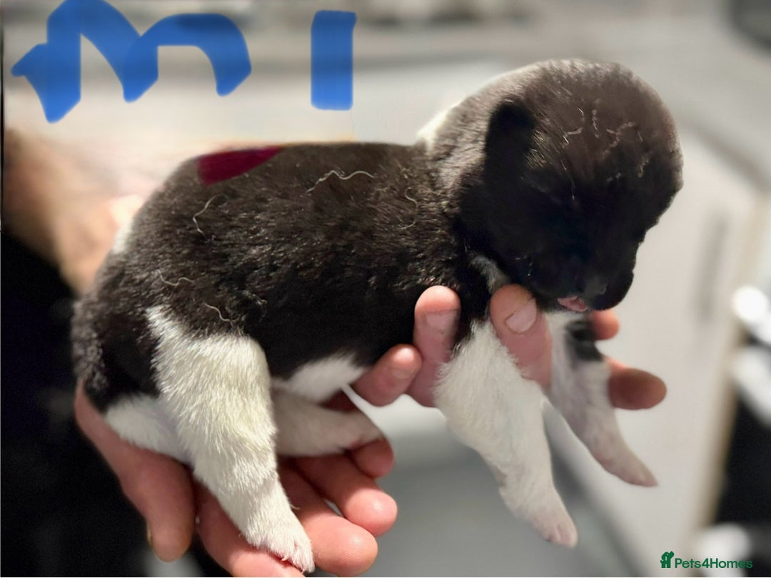 Akita dogs for sale: American Akita puppies 1 male 5 female  - Image 4