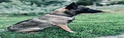 Belgian Shepherd Dog dogs for stud: The one and only Rex in London - Advert 11