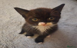 Mixed Breed cats for sale: Black and white female kitten  - Image 2
