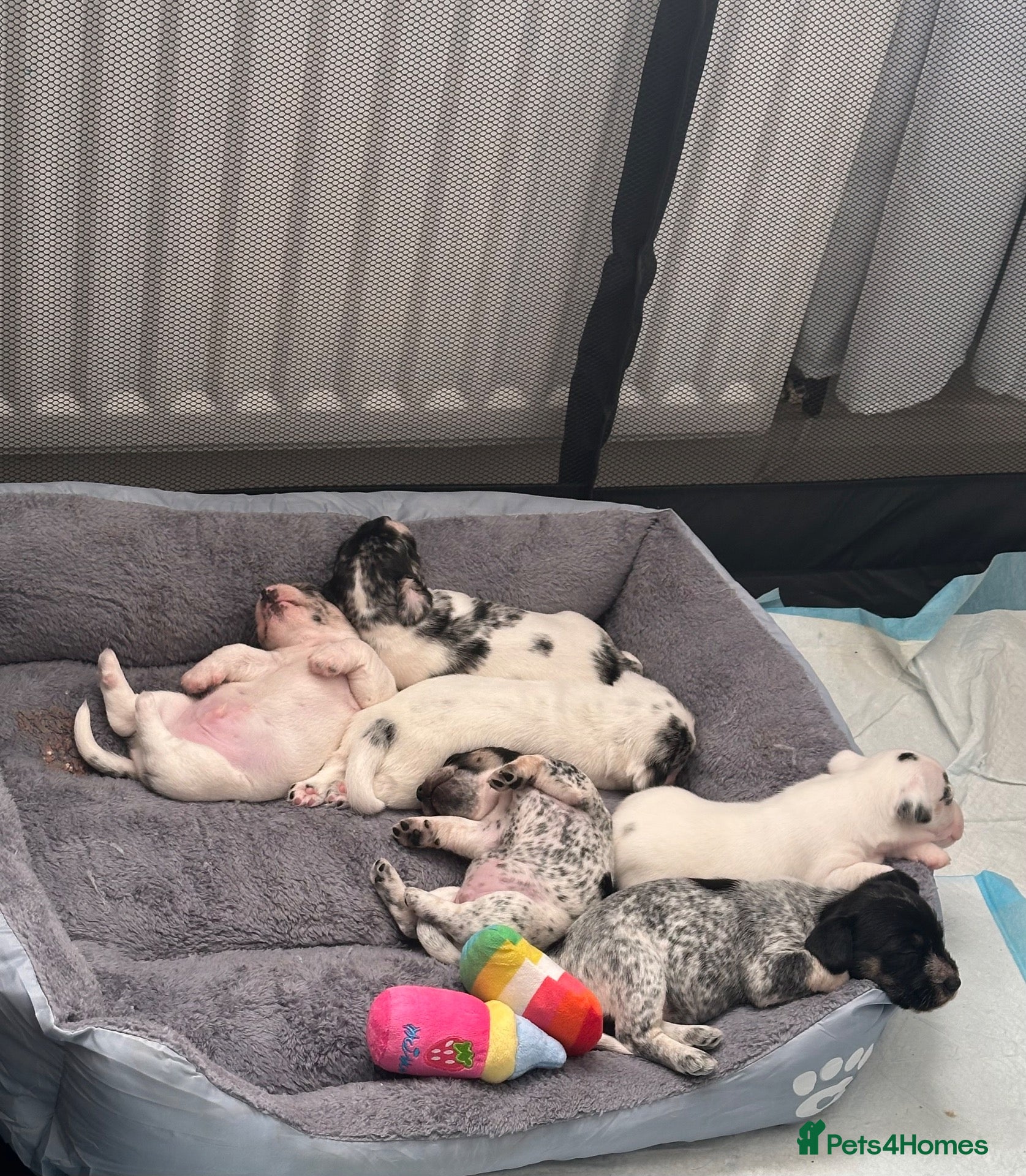 Mixed Breed dogs Sealyham terrier x pups  - Advert 3