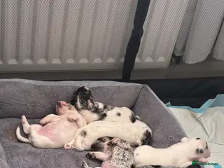 Mixed Breed dogs Sealyham terrier x pups - Advert 3