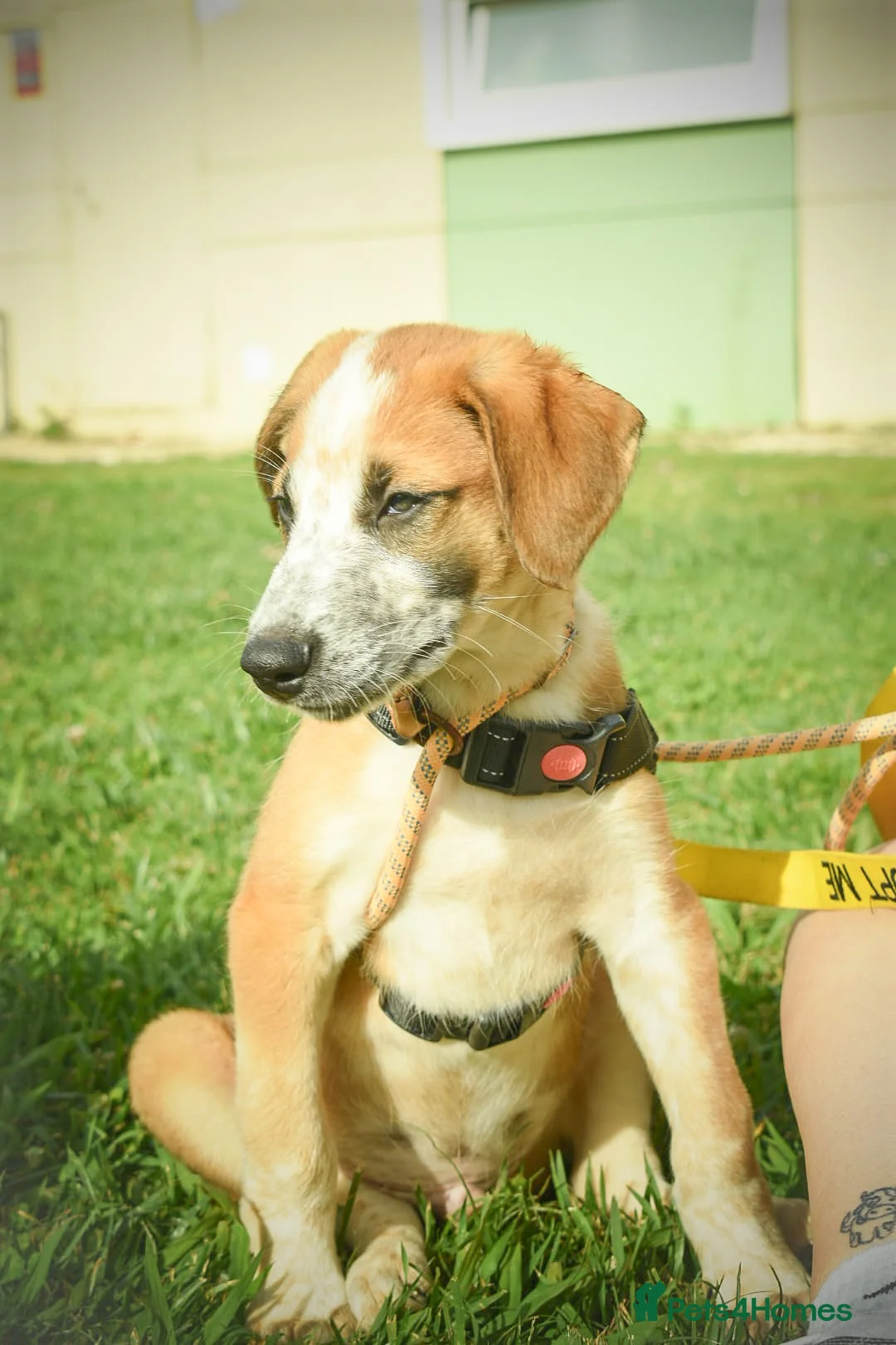 Mixed Breed dogs for adoption: Brilliant Benji - Advert 16