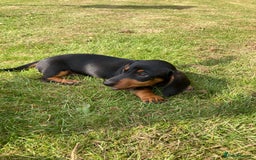 Dachshund dogs for sale: Miniature Sausage Dog Pups READY TO GO Dachshund  - Image 26