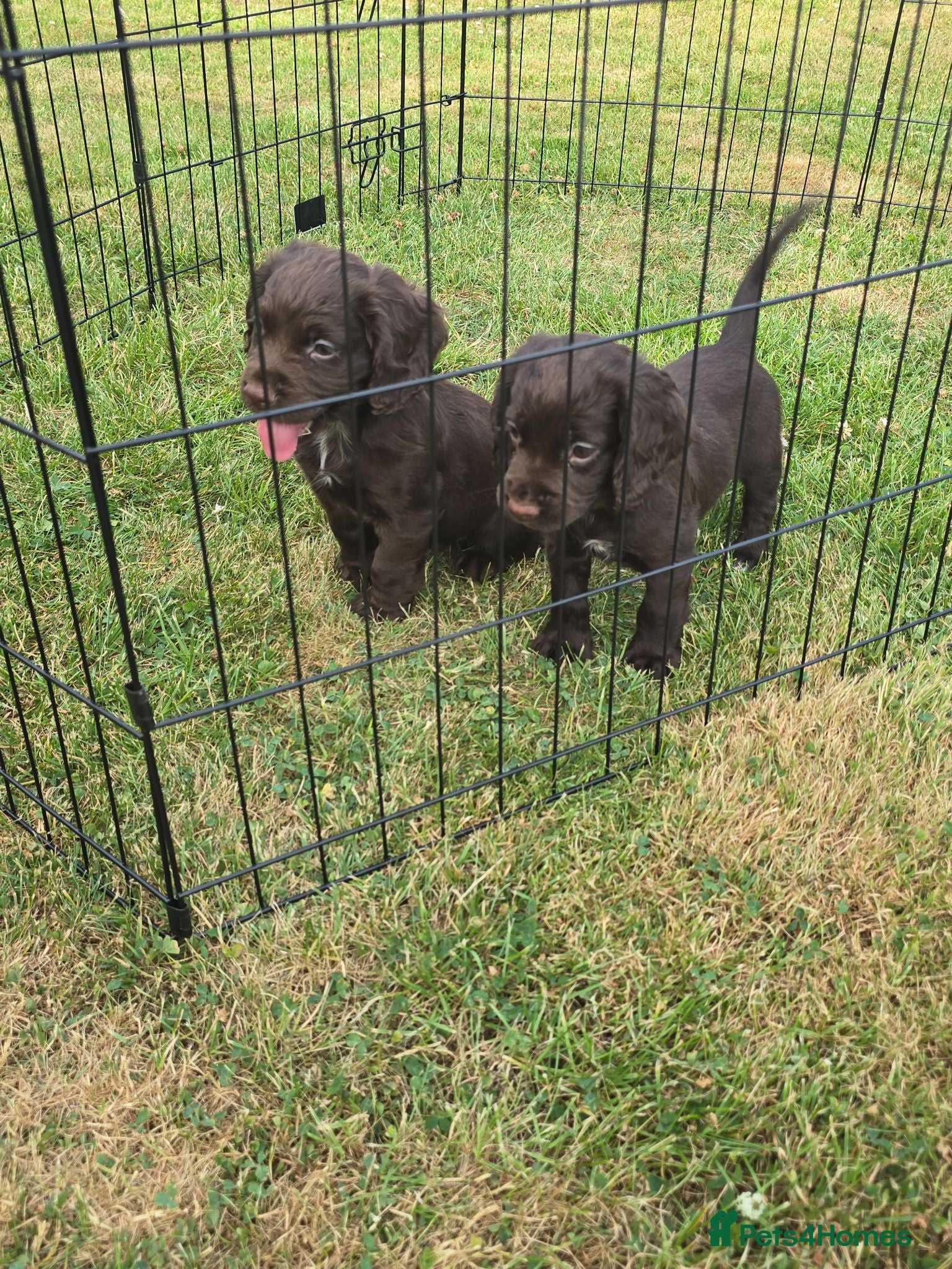 Cocker Spaniel dogs Countryside raised working cocker spaniel puppies  - Advert 2