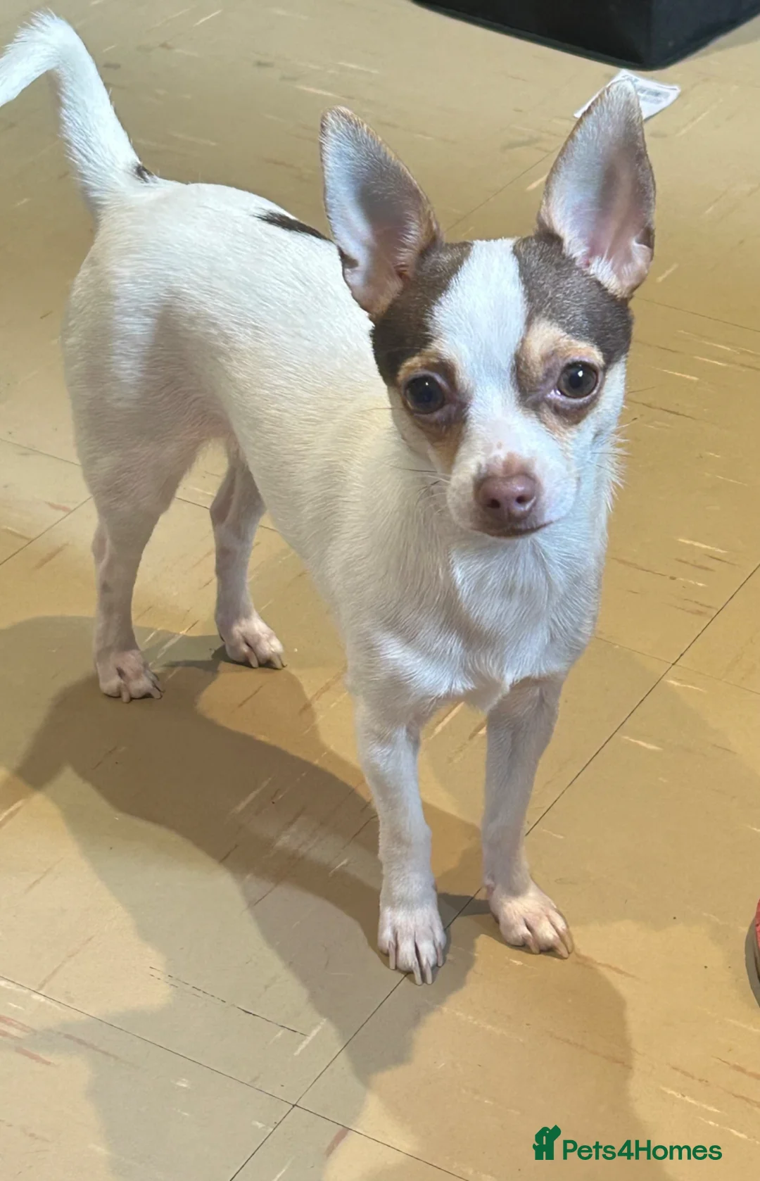 Chihuahua dogs for sale: Beautiful chiluahua  in Ware - Advert 2
