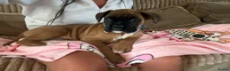 Boxer dogs for sale: Stunning Kc Girl - Advert 6