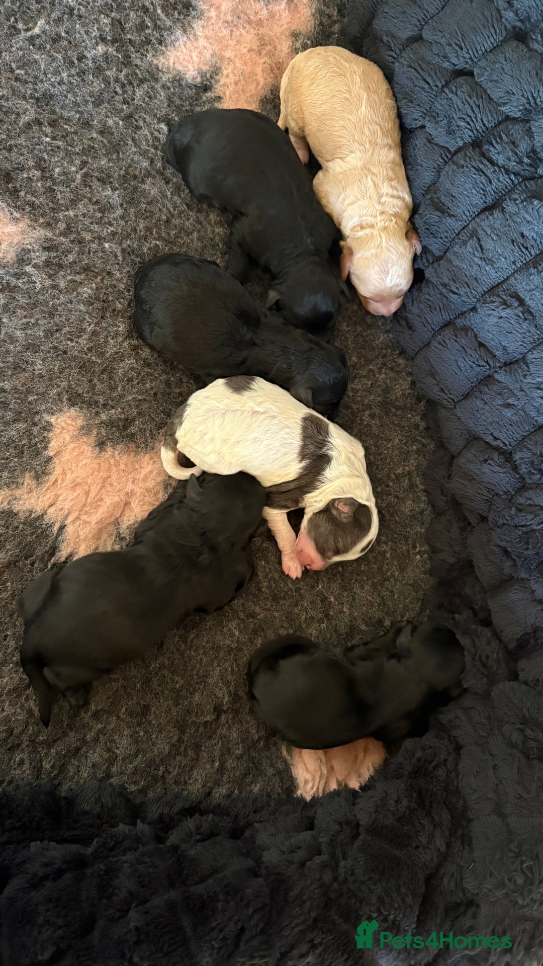 Lhasapoo dogs for sale: 6 stunning lhasapoo - Advert 2