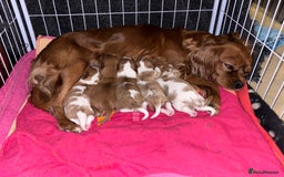 Cavalier King Charles Spaniel dogs for sale: Gorgeous Cavalier King Charles Spaniel Puppy - Image 1