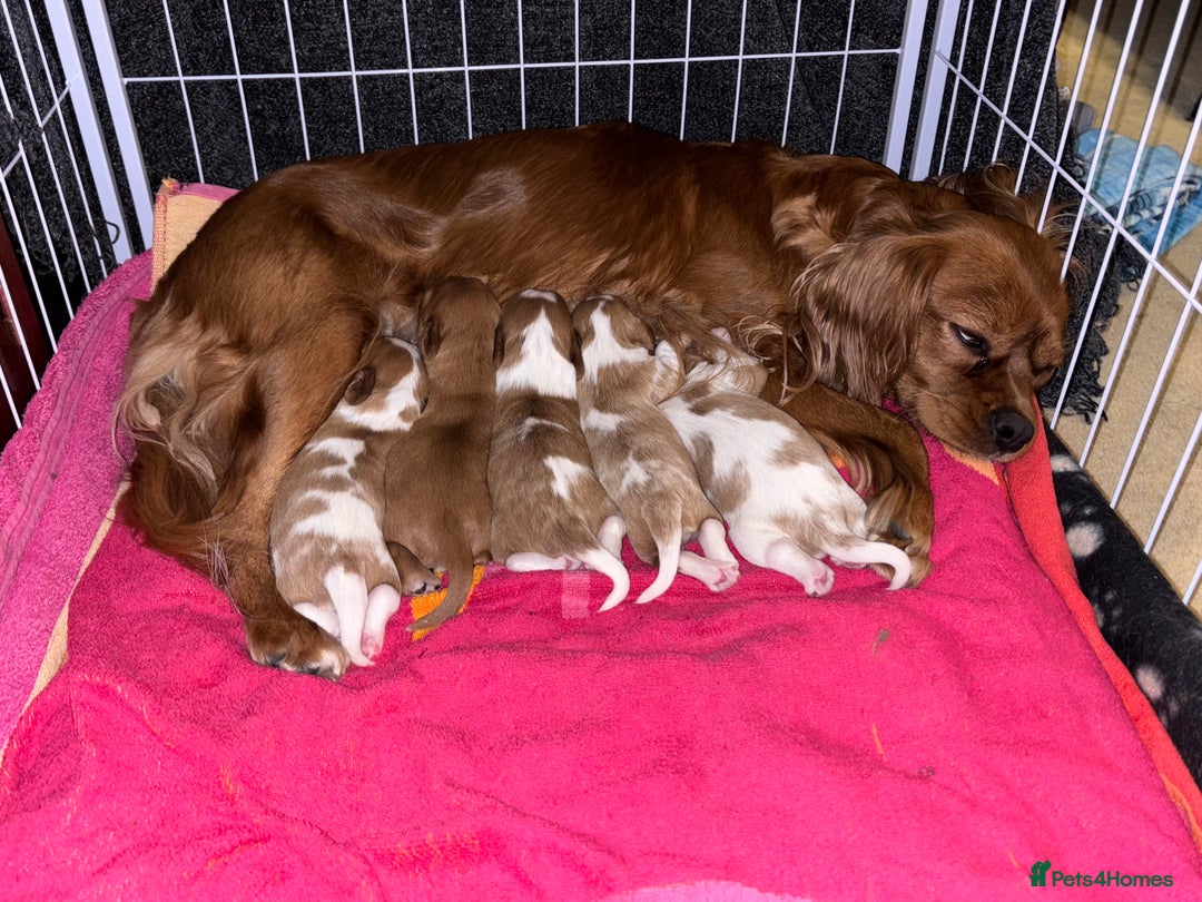 Cavalier King Charles Spaniel dogs for sale: Gorgeous Cavalier King Charles Spaniel Puppy - Image 1