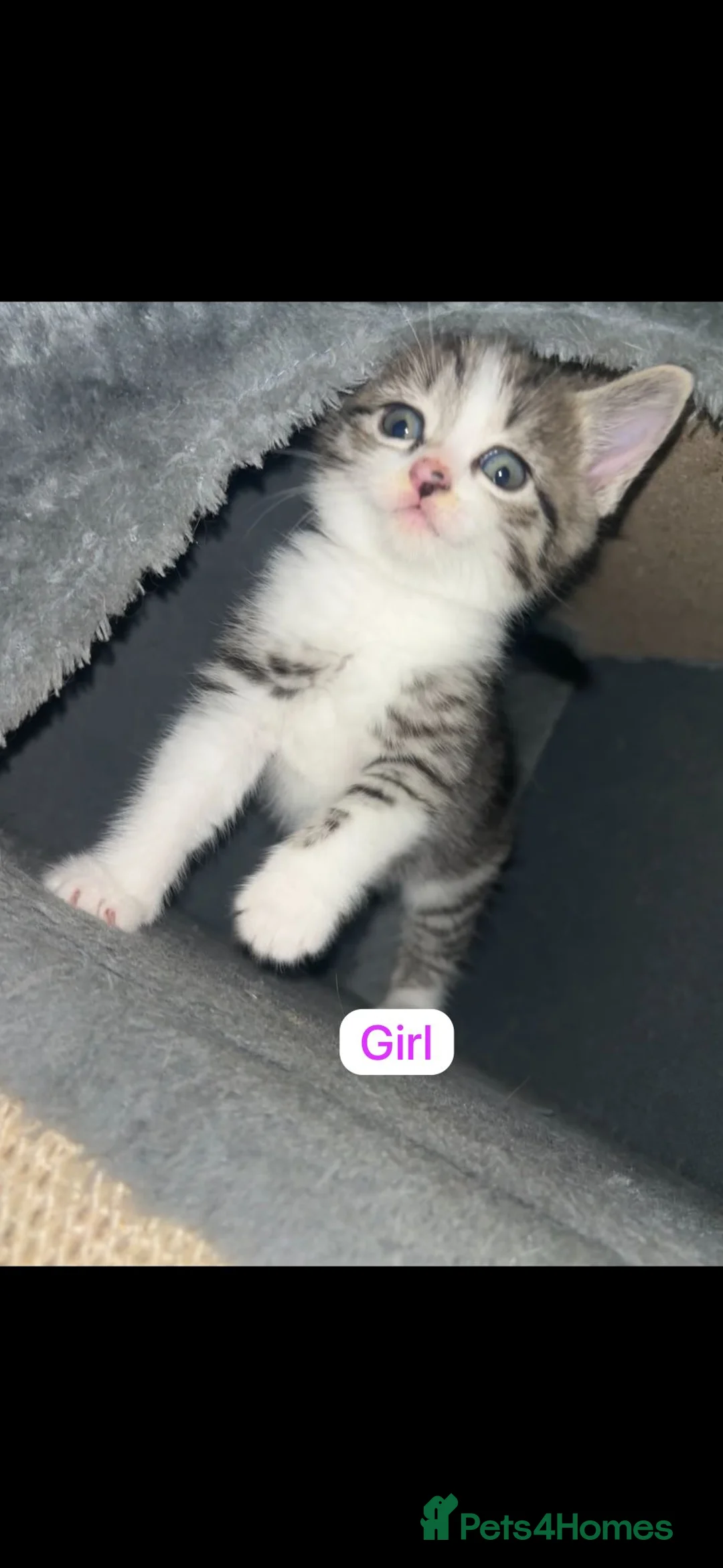 Mixed Breed cats for sale: Mixed breed Siamese kittens 2 boys 3 girls - Advert 2