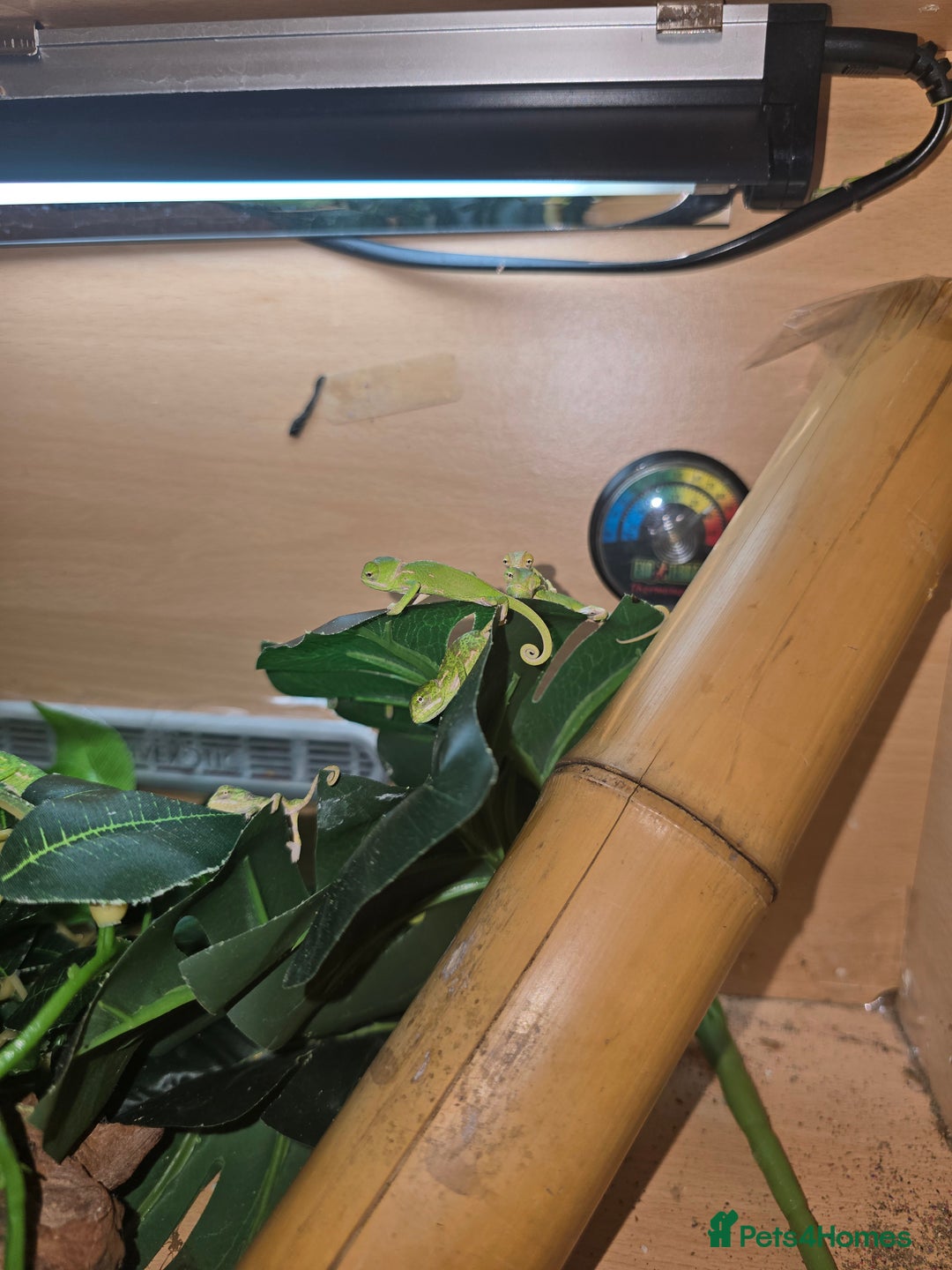 Chameleon reptiles for sale: veiled chameleon - Advert 13