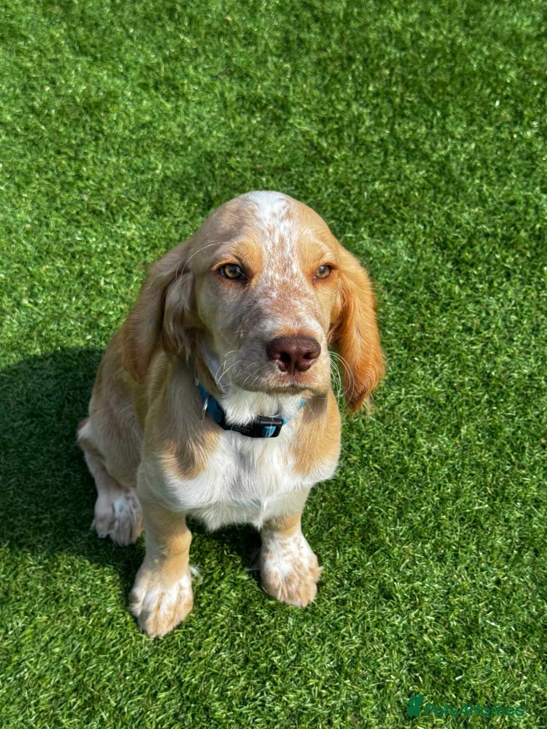 Cocker Spaniel dogs for sale: Beautiful Lemon Roan WCS - Advert 4